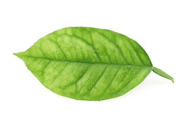 Lemon tree leaf isolated