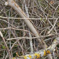 Pile of tree branches