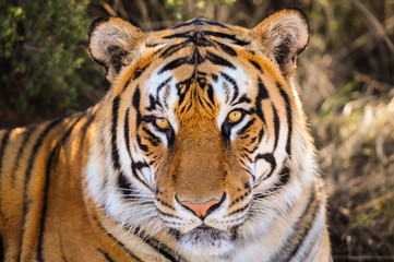 Fototapeta premium Closeup Portrait of a tiger