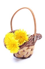 Fototapeta na wymiar Yellow flowers of dandelion in wicker basket