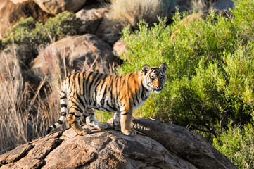 Portrait of a young tiger