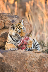 A young tiger enjoying its food
