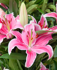 Lilies