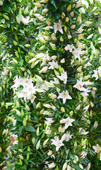 Fototapeta premium Lilies