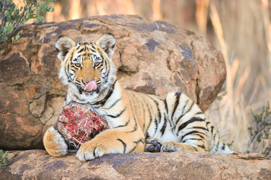 Fototapeta A young tiger enjoying its meal