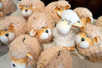 White sheep different from group