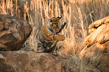 A young tiger enjoying its meal