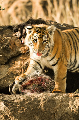 A young tiger having its meal
