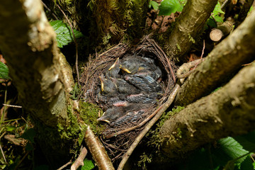 Obraz premium Amselnest