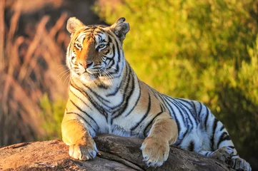 Crédence en verre imprimé Tigre Portrait d& 39 un tigre