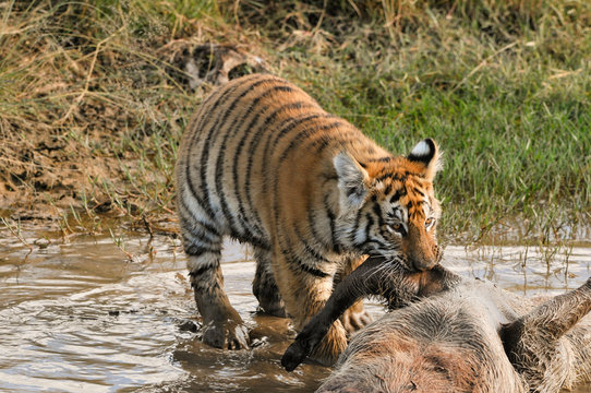 A young tiger tackling its meal