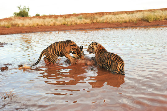 Bengal Tigers attacking their prey in the water