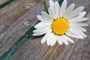 Fototapeta premium margerite mit freiraum für text