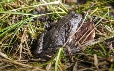 Frosch im Nationalpark Jasmund