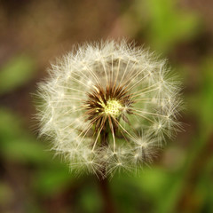 Closeup of a dandelion on green background. Soft focus.