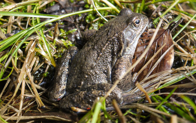 Frosch im Nationalpark Jasmund