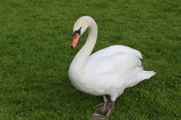 Cygne
