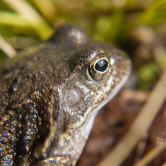 Frosch im Nationalpark Jasmund