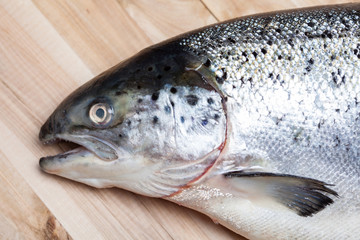 Salmon fish on wooden