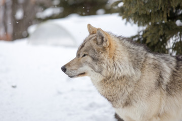 Grey Wolf (Canis lupus) Stands Towards Left