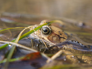 Frosch im Nationalpark Jasmund