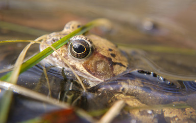 Frosch im Nationalpark Jasmund