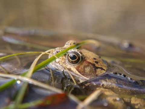 Frosch im Nationalpark Jasmund