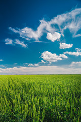 Wheat field against blue sky with white clouds