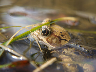 Frosch im Nationalpark Jasmund