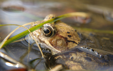 Frosch im Nationalpark Jasmund