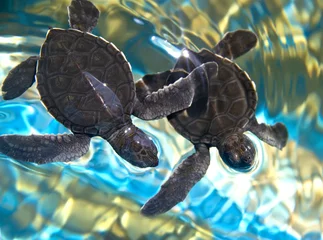 Foto op Plexiglas Schildpad twee babyzeeschildpadden die in water zwemmen