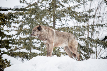 Grey Wolf (Canis lupus) standing on snow