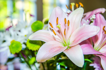 pink lily flower closeup macro