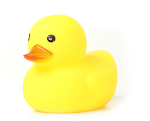 Yellow Rubber Duck on White background