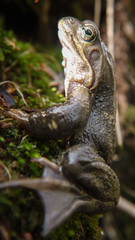 Frosch im Nationalpark Jasmund