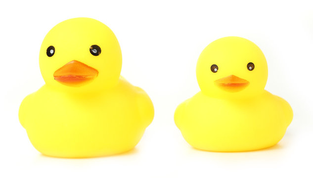 Yellow Rubber Ducks on White background