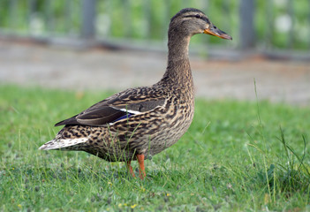 Ente auf einer Wiese