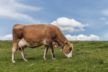 vache au pré