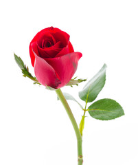 Red rose