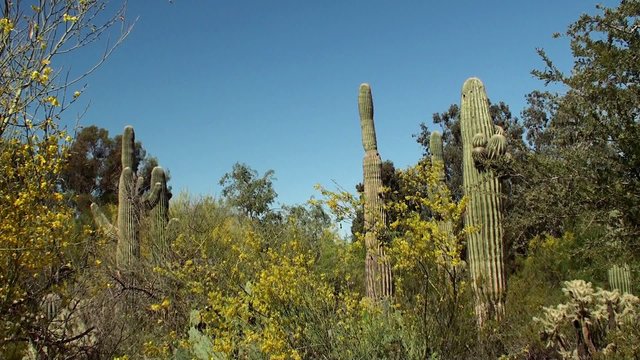 Giant Saguaro ( Carnegiea gigantea) at Papago park. Arizona