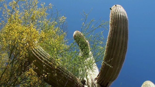 Giant Saguaro ( Carnegiea gigantea) at Papago park. Arizona