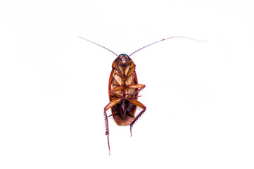 Close up cockroach