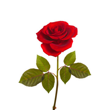 red rose on a green stem with leaves