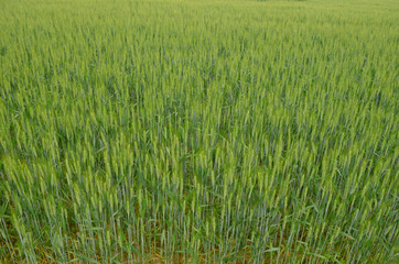 Field of wheat