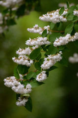 Branch with white flowers of Philadelphus