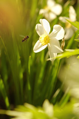 Blooming narcissus