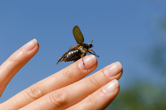 palm and fingers crawling big dor spread wings