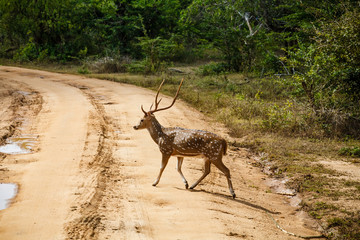 Beautiful male spotted deer standing on the road