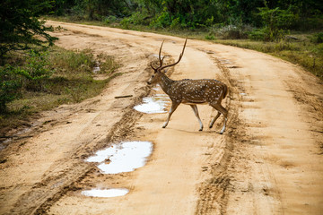Fototapeta na wymiar Beautiful male spotted deer standing on the road