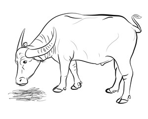 Vector of buffalo eating hay isolated on white background